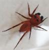 Cyrba sp.